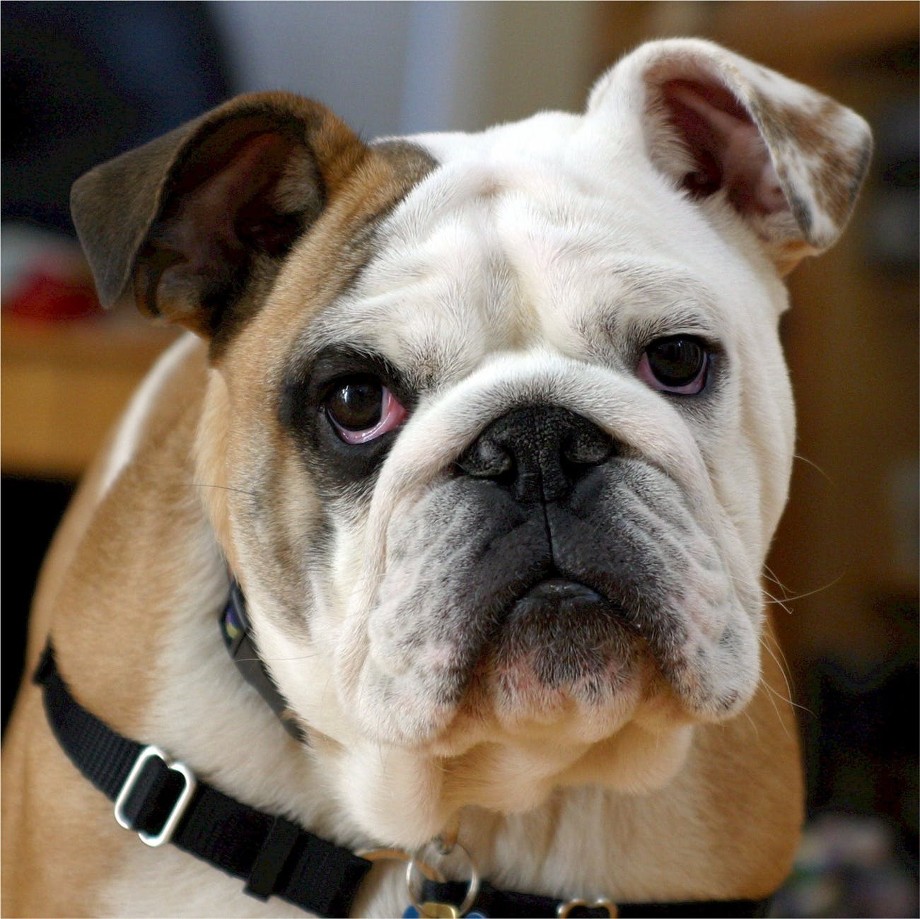 english-bulldog-bulldog-canine-dog-40544.jpeg