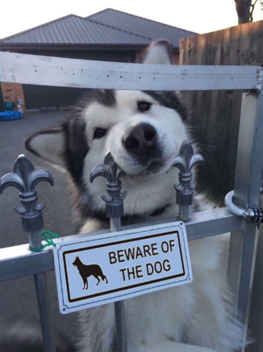 24-vicious-dogs-that-make-the-beware-of-dog-sign-totally-useless-07