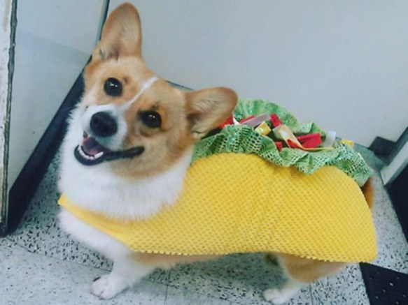 corgi_taco_header_.jpg