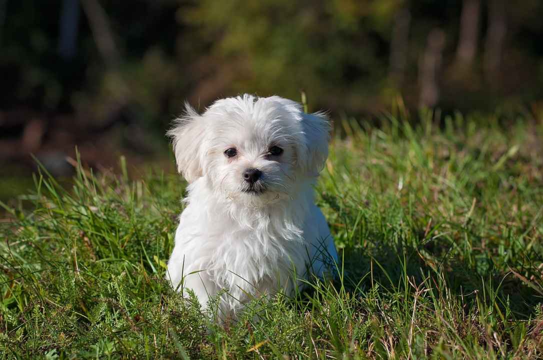 dog-young-dog-small-dog-maltese.jpg