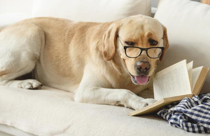 dog-reading-book-web.jpg