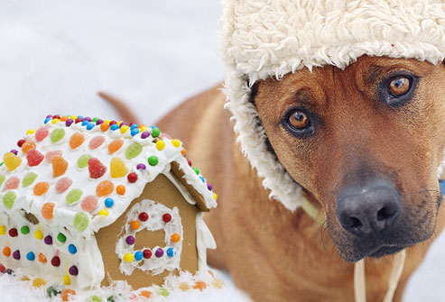 getty_rf_photo_of_sad_dog_and_gingerbread_house.jpg
