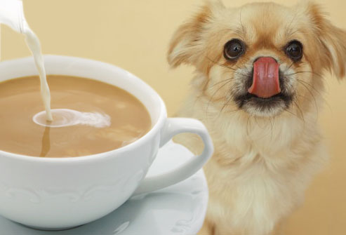 getty_rm_photo_of_dog_watching_coffee.jpg