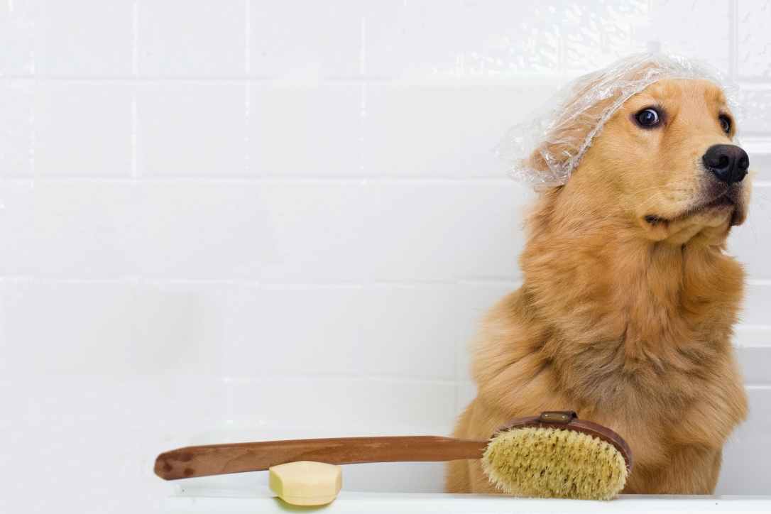 groom-a-scared-dog.jpg