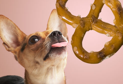 jiu_rf_photo_of_chihuahua_wanting_pretzel.jpg