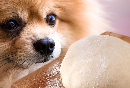 jiu_rf_photo_of_dog_gazing_at_rising_dough.jpg