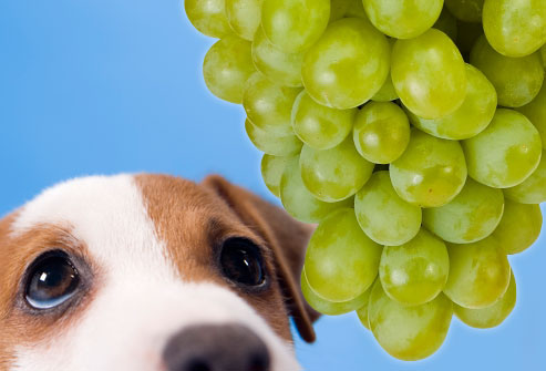 jiu_rf_photo_of_sad_dog_and_grapes.jpg