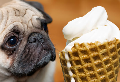 jiu_rf_photo_of_sad_dog_and_ice-cream.jpg