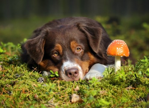 mushroom-poisoning-dogs.jpg