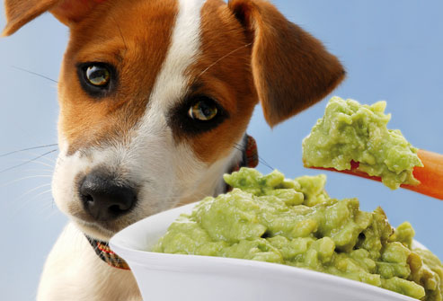 photolibrary_rf_photo_of_sad_dog_and_guacamole.jpg
