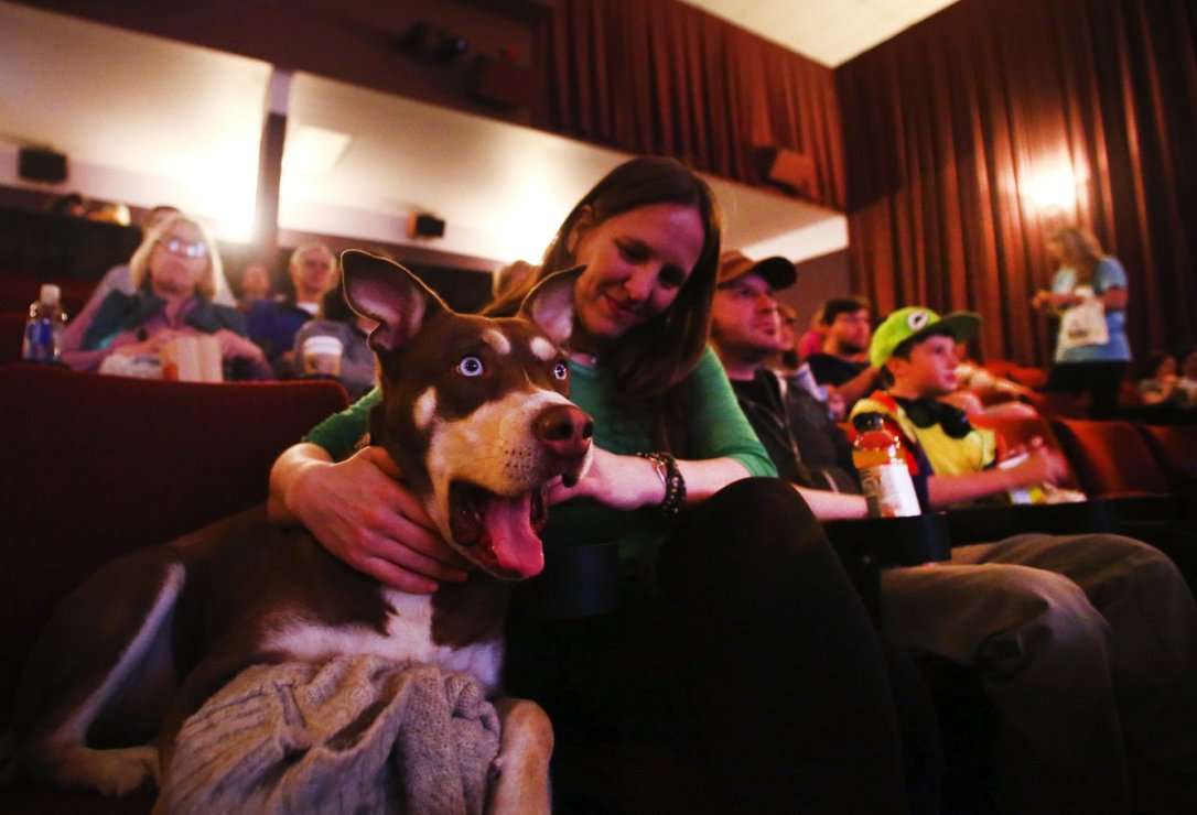 dog cinema shock.jpg