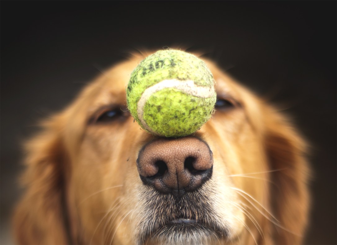 retriver tennis ball.jpg