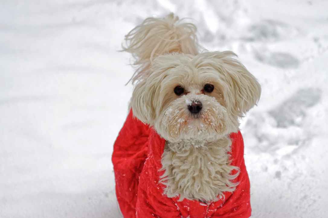 long coated white dog with red coat on snow