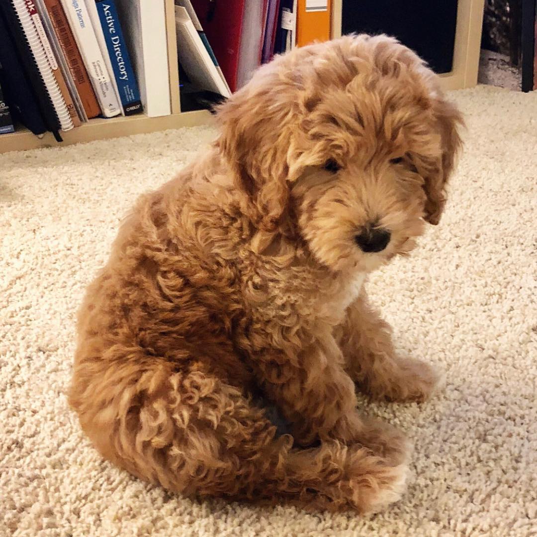 Labradoodle-1.jpg