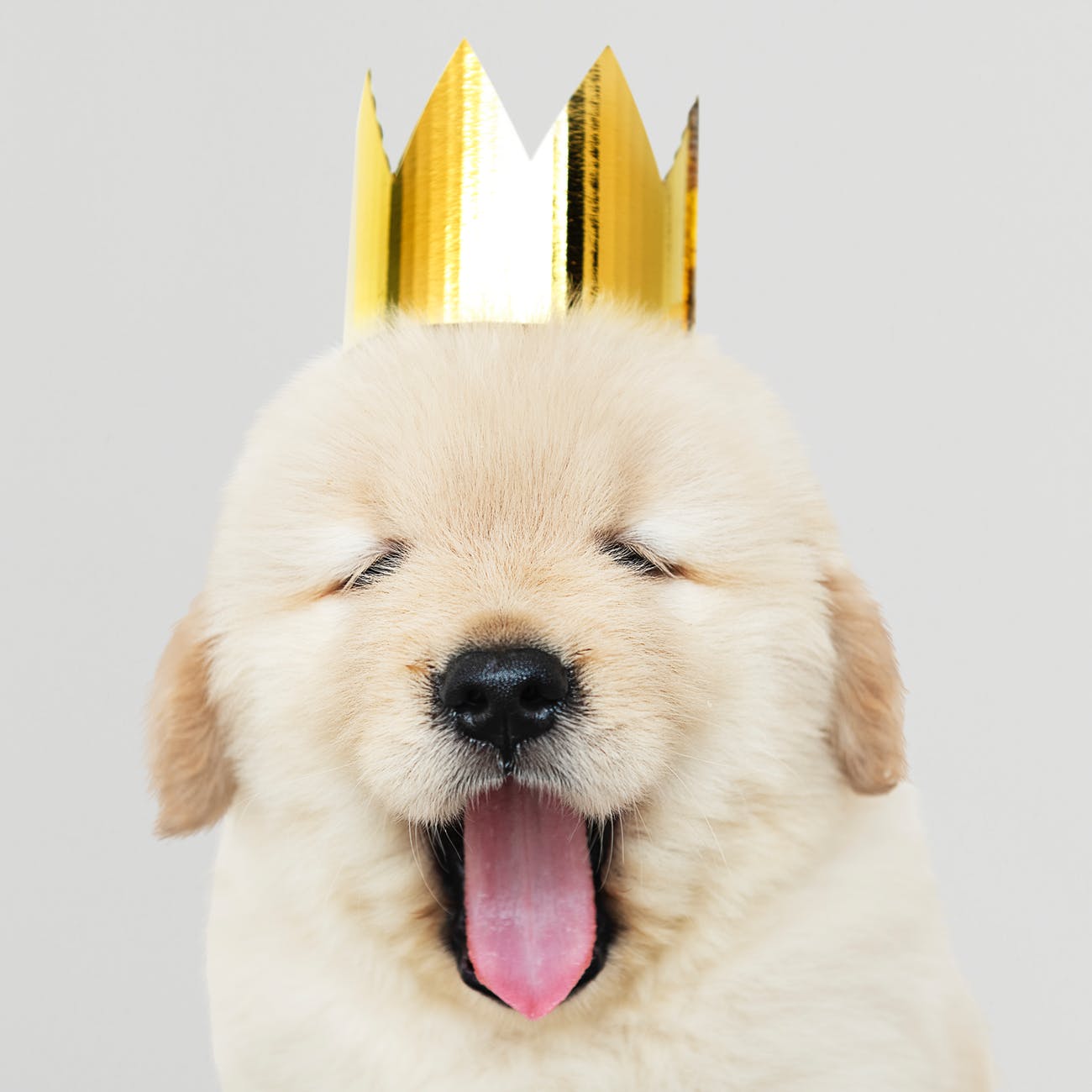 close up photo of dog wearing golden crown
